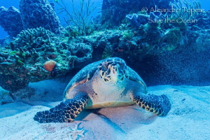 Turtle in the Reef, Cozumel México by Alejandro Topete 